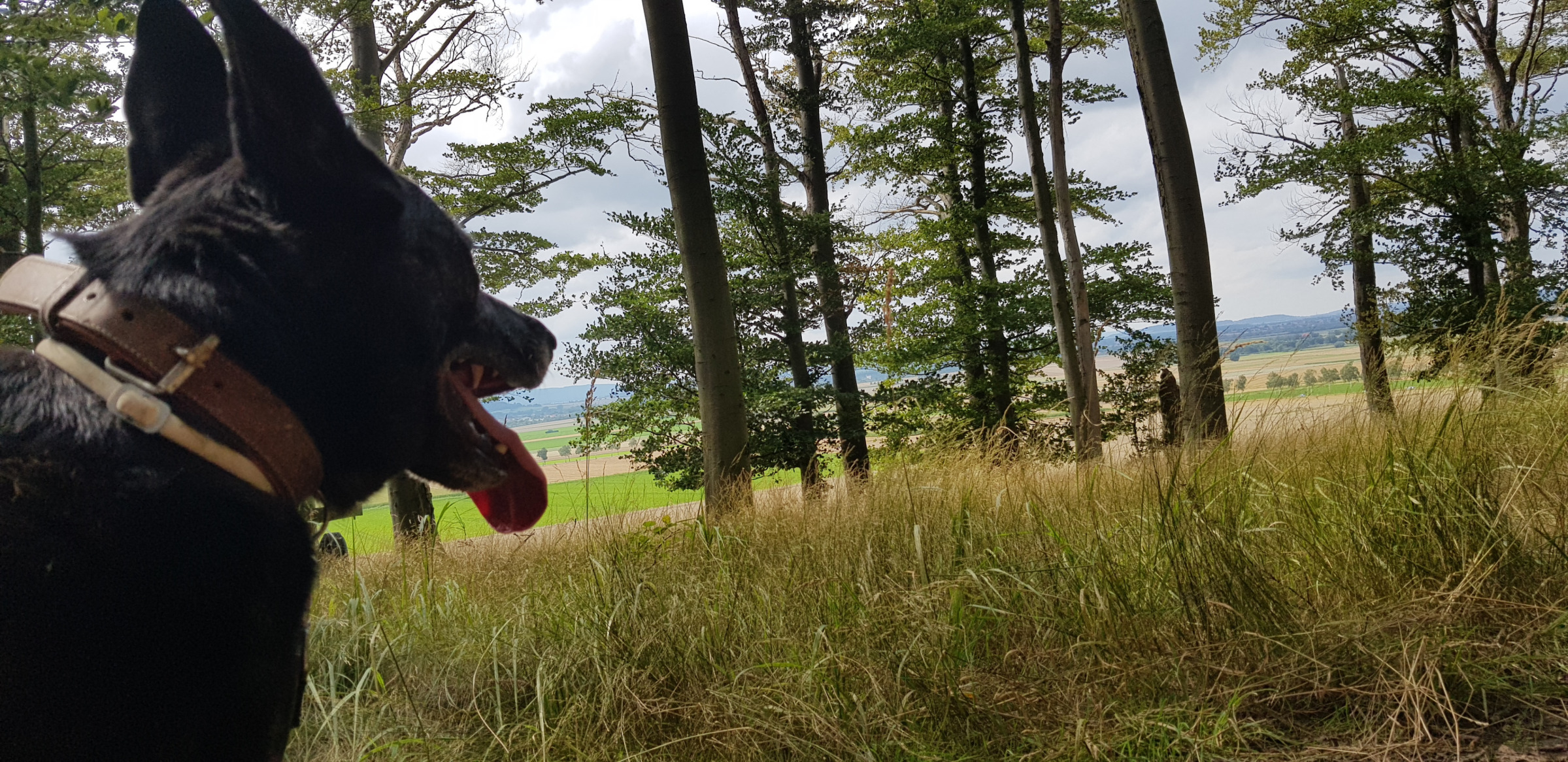 Mobile Tierheilpraxis – Beratung & Anamnese Hundeschule Hundetraining Tierheilpraxis Belinda Grassi Hannover HIldesheim Sehnde Peine